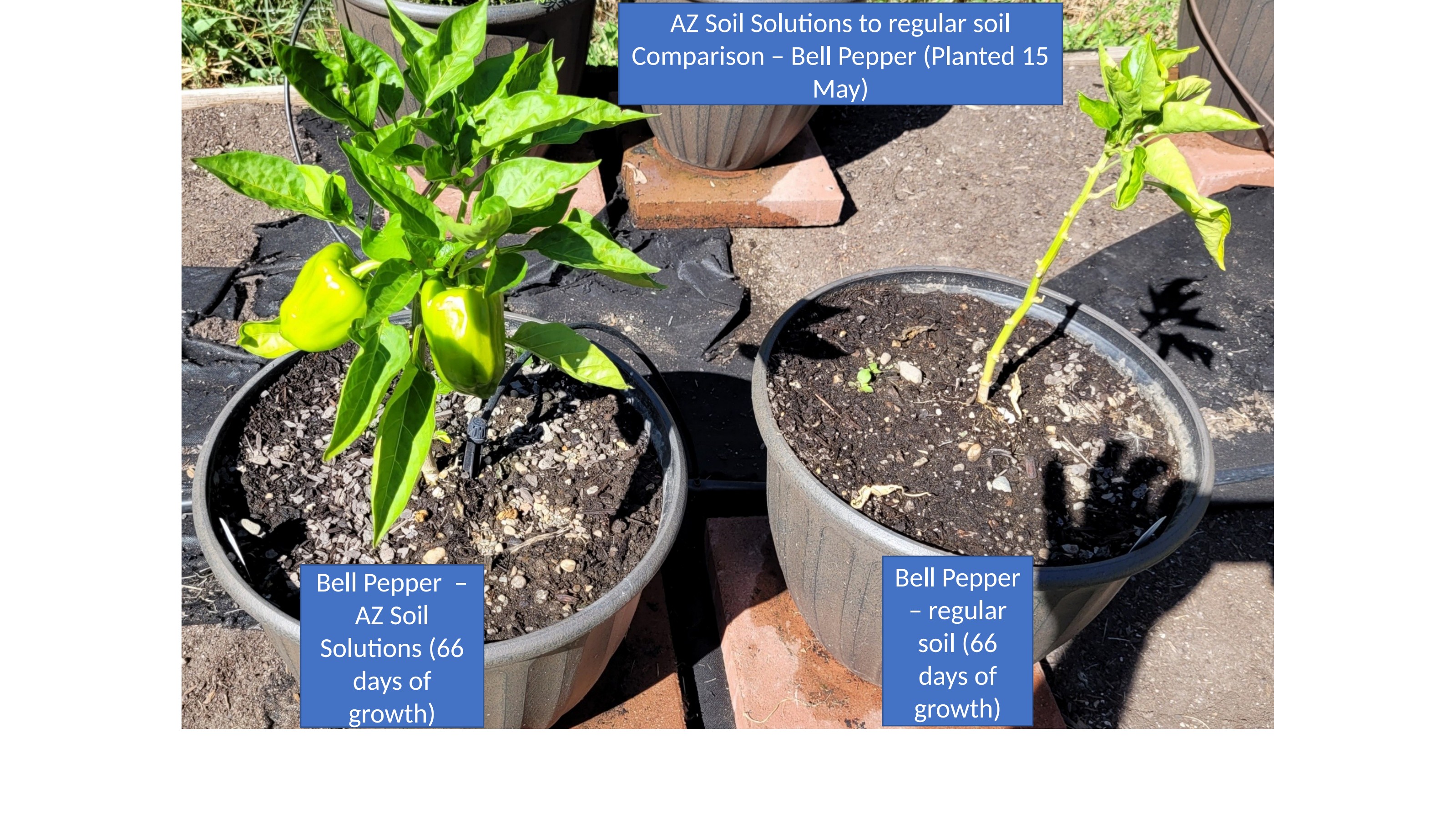 Bell Pepper Side-by-Side