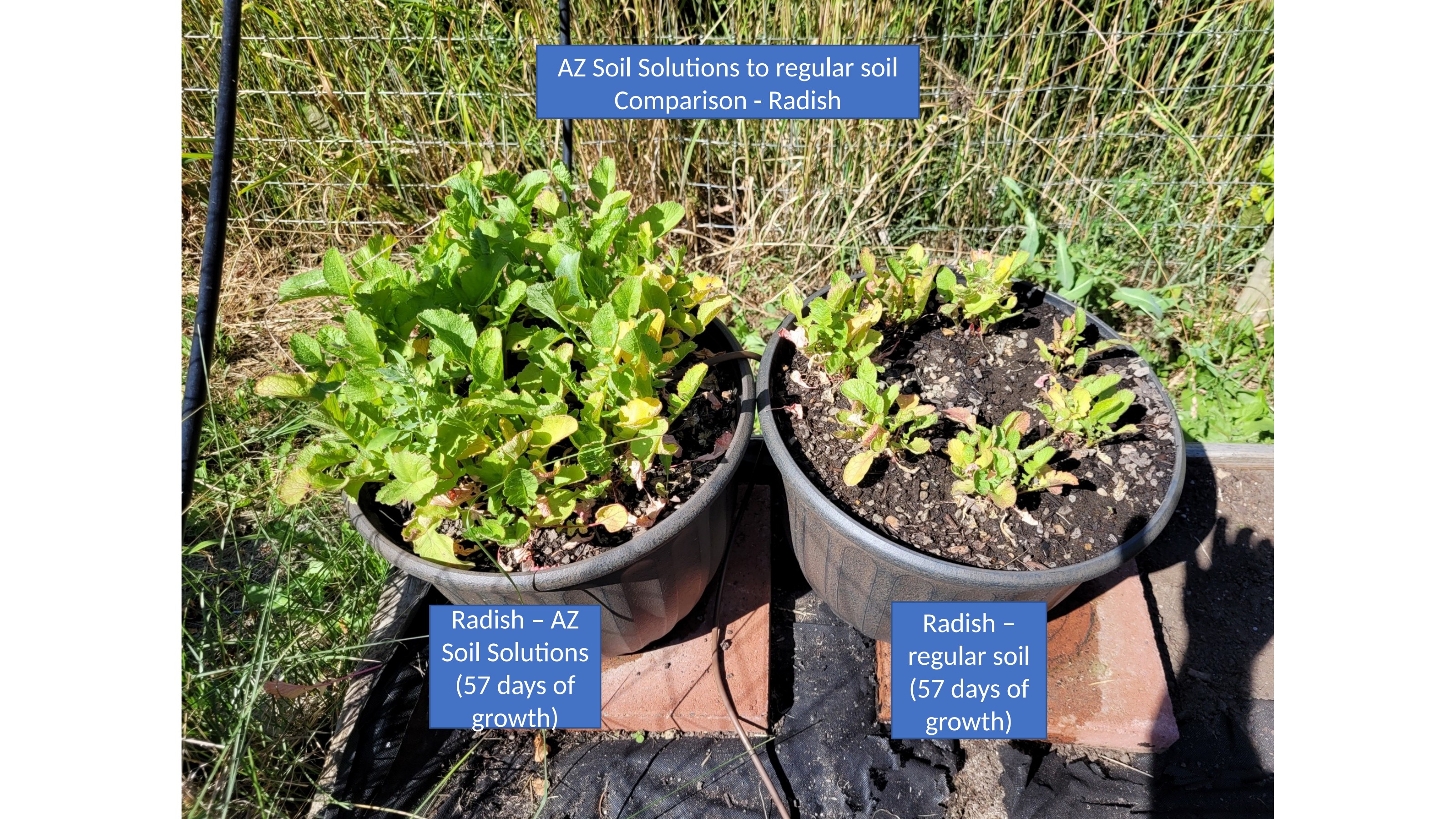 Radish Side-by-Side
