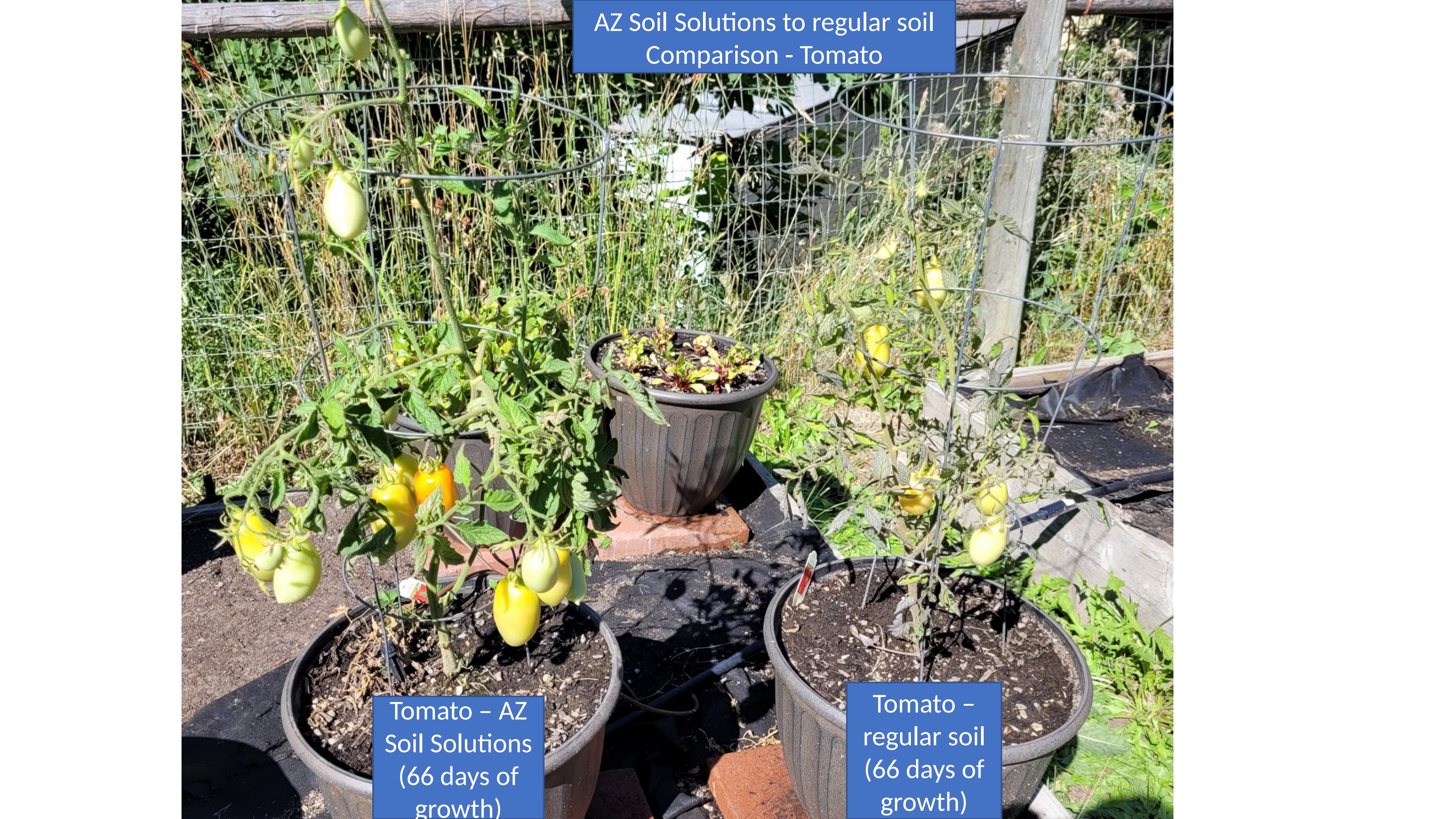 Tomato Side-by-Side